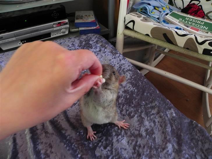 Tamrotte Timon billede 1