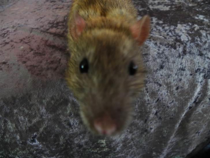 Tamrotte Timon billede 2