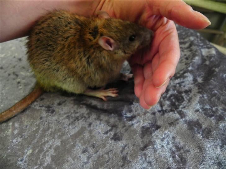 Tamrotte Timon billede 3