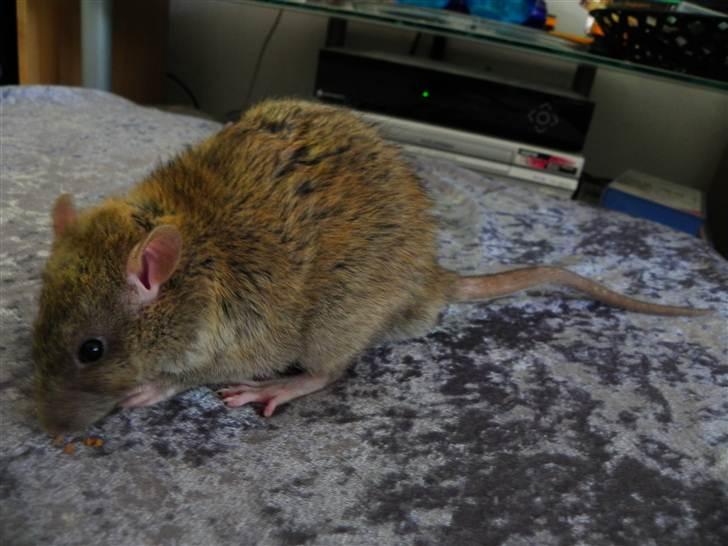 Tamrotte Timon billede 4