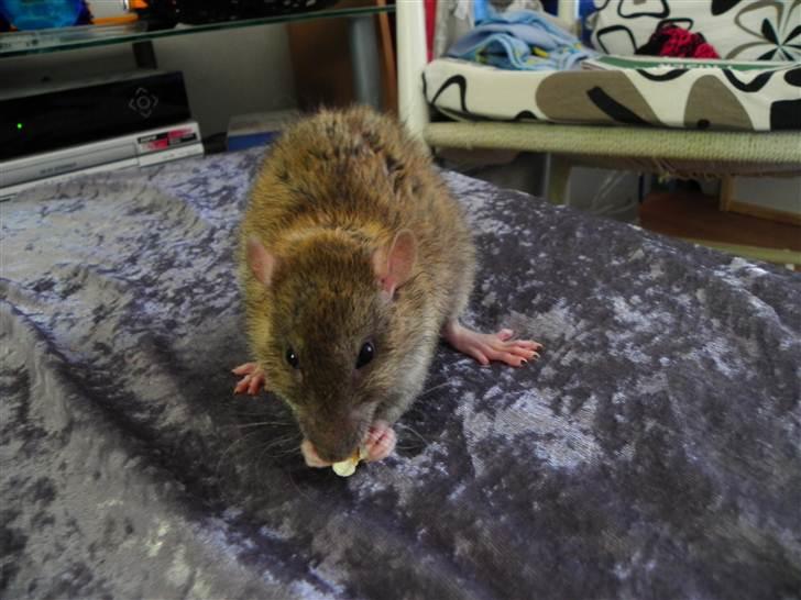 Tamrotte Timon billede 5