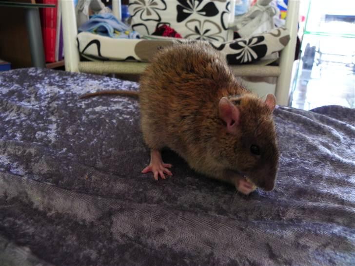 Tamrotte Timon billede 6