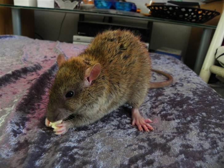 Tamrotte Timon billede 7