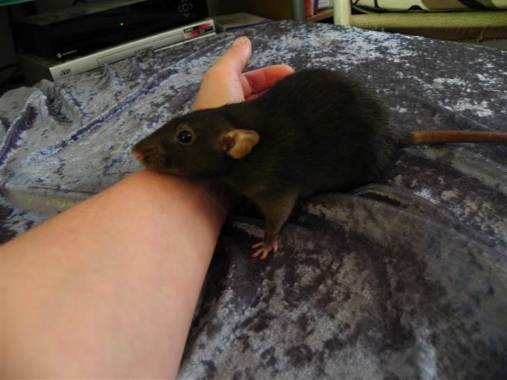 Tamrotte Frøken billede 1