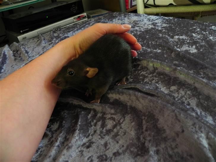 Tamrotte Frøken billede 2