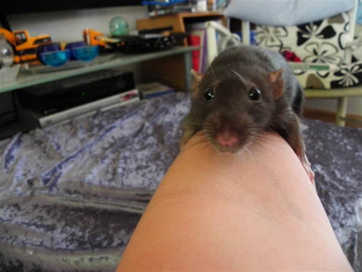 Tamrotte Frøken - "Mooar" jeg vil op! Det der lille menneske kigger på mig (min søn på 3 mdr. lå ved siden af mens jeg tog billeder) *griner* billede 3