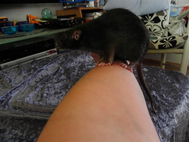 Tamrotte Frøken billede 4