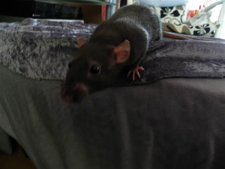 Tamrotte Frøken billede 5