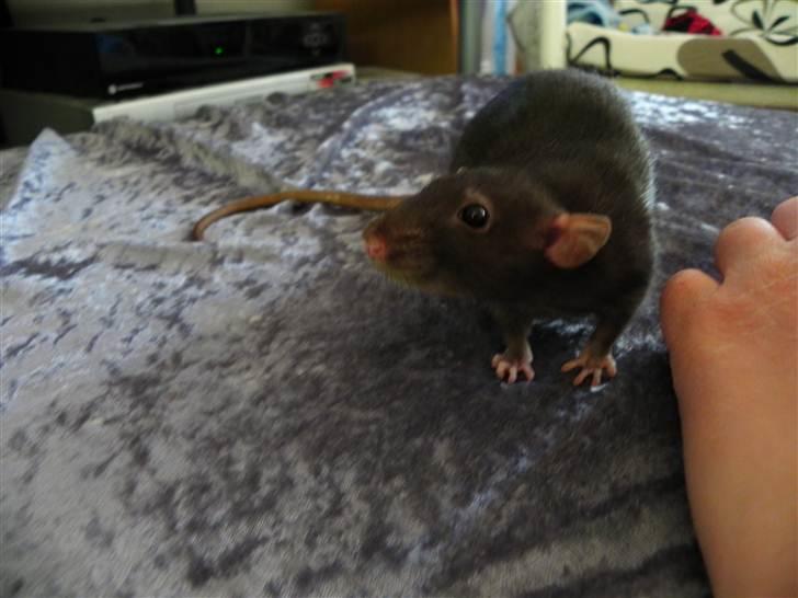 Tamrotte Frøken billede 6