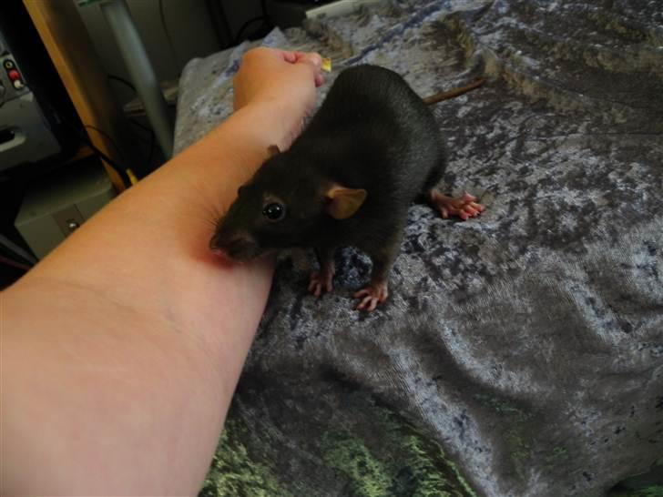 Tamrotte Frøken billede 7