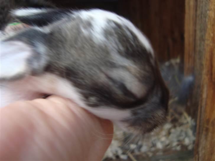 Kanin HJ's Landine<3 + UNGER! - unge 6 dage gammel :) billede 15