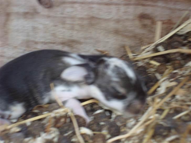 Kanin HJ's Landine<3 + UNGER! billede 16