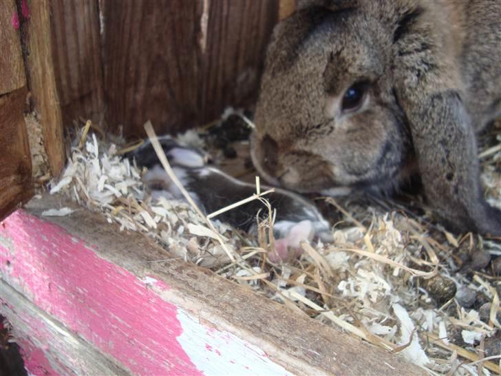 Kanin HJ's Landine<3 + UNGER! billede 17