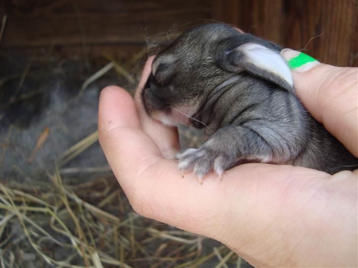 Kanin HJ's Landine<3 + UNGER! billede 18