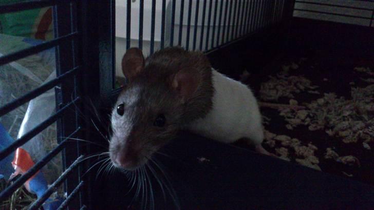 Tamrotte Holly <3 billede 1