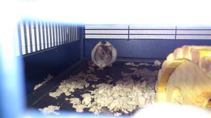 Tamrotte Holly <3 billede 2