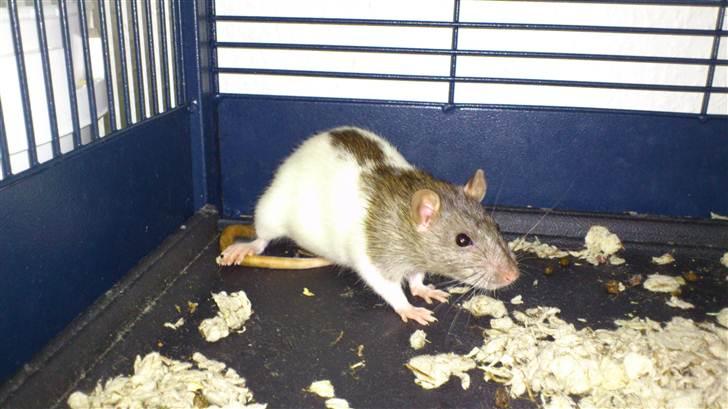 Tamrotte Holly <3 billede 3