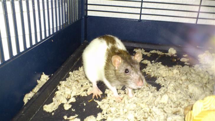 Tamrotte Holly <3 billede 5