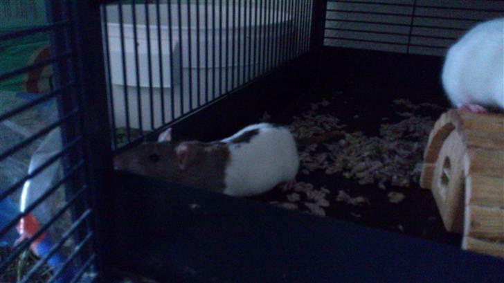 Tamrotte Holly <3 billede 6