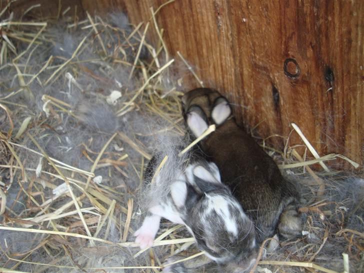 Kanin HJ's Landine<3 + UNGER! billede 19