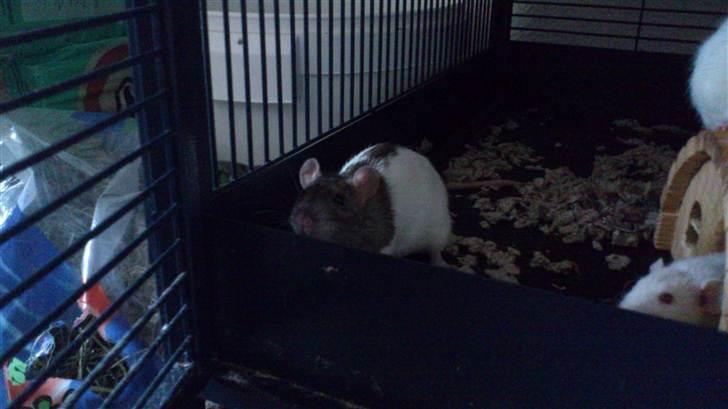 Tamrotte Holly <3 billede 7