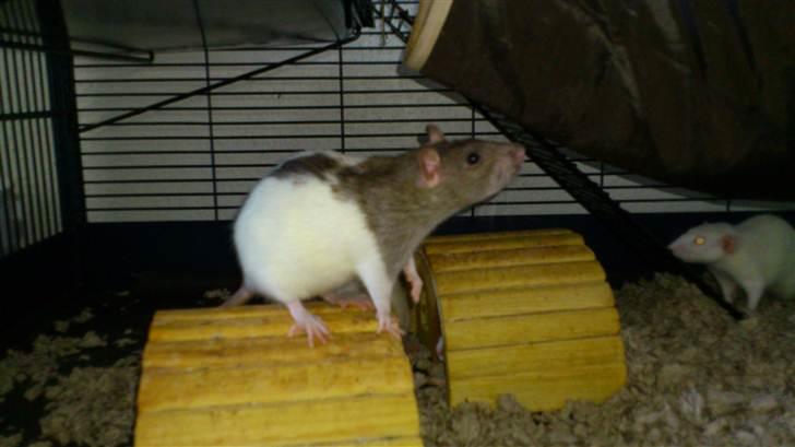 Tamrotte Holly <3 billede 8