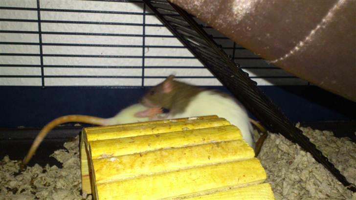 Tamrotte Holly <3 billede 9