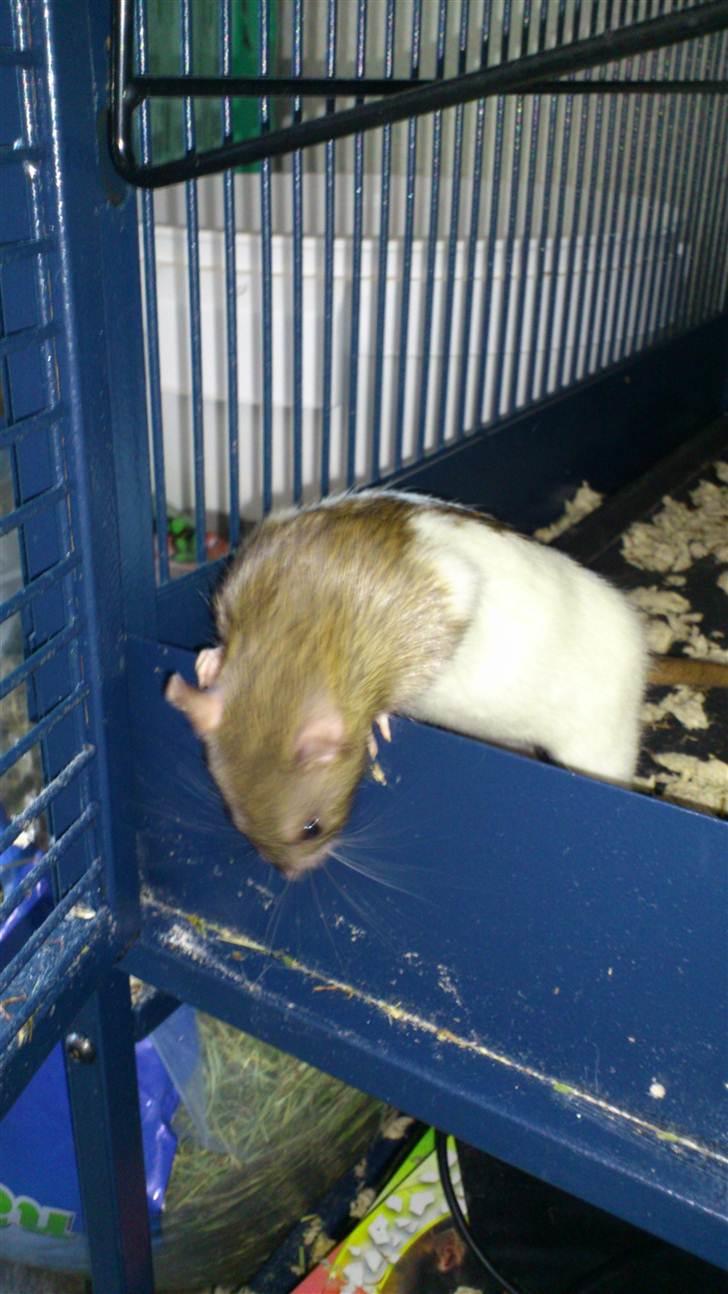 Tamrotte Holly <3 billede 10