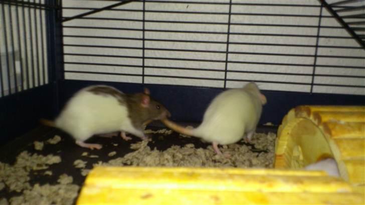 Tamrotte Holly <3 billede 11