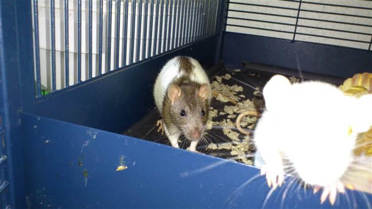 Tamrotte Holly <3 billede 12