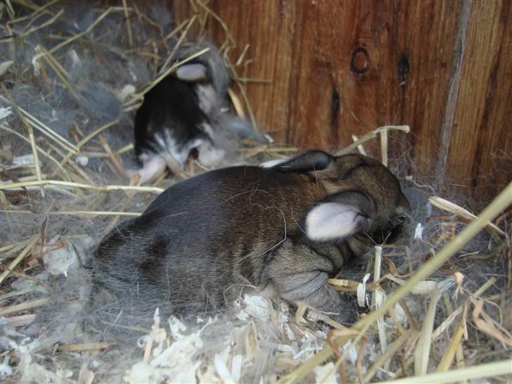 Kanin HJ's Landine<3 + UNGER! billede 20