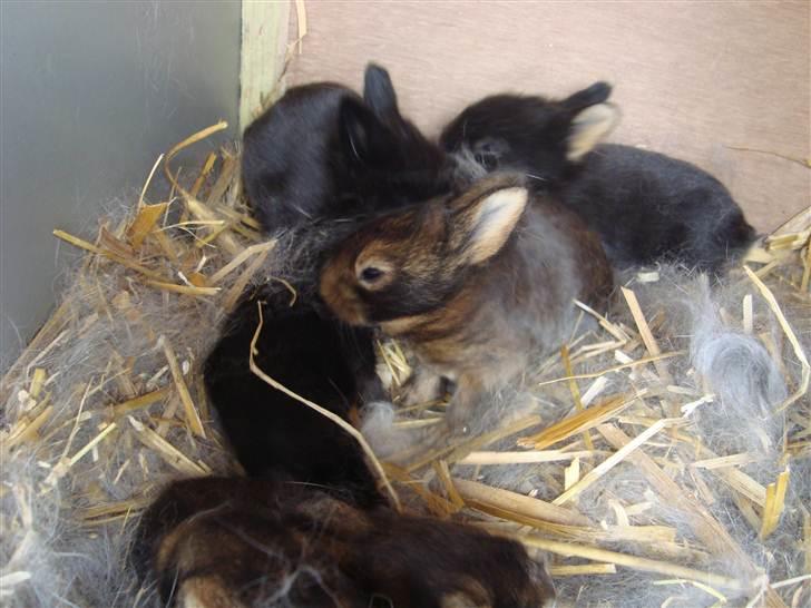 Kanin HJ's Stjerne<3 + UNGER! billede 19