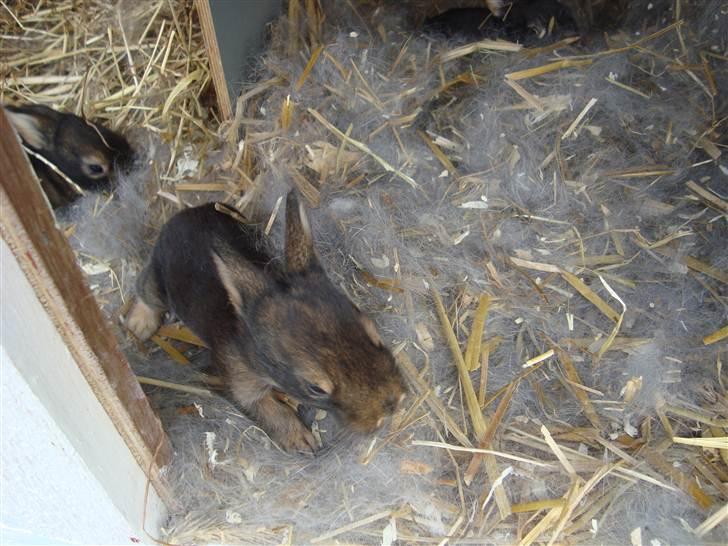 Kanin HJ's Stjerne<3 + UNGER! billede 20