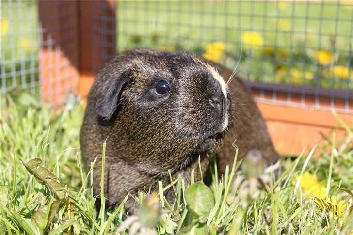 Marsvin Martha *RIP 27/6 2014* billede 8