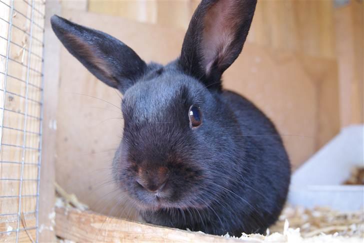 Kanin Kiara billede 1