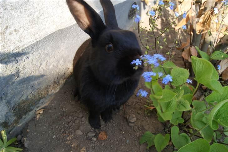 Kanin Kiara billede 2