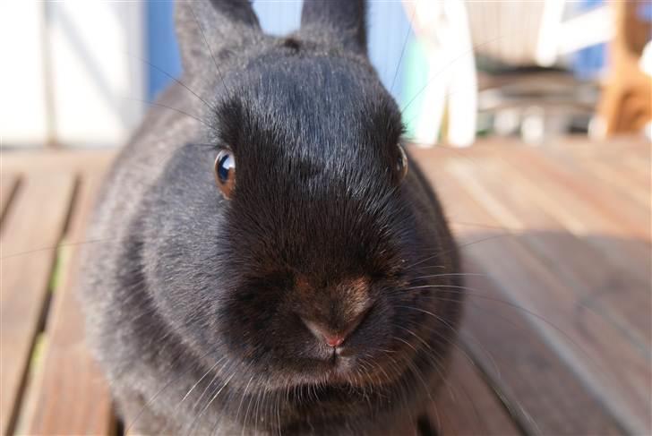 Kanin Kiara - Skal jeg smile nu? billede 3