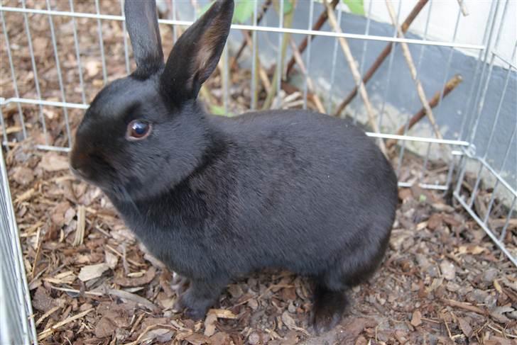 Kanin Kiara billede 4