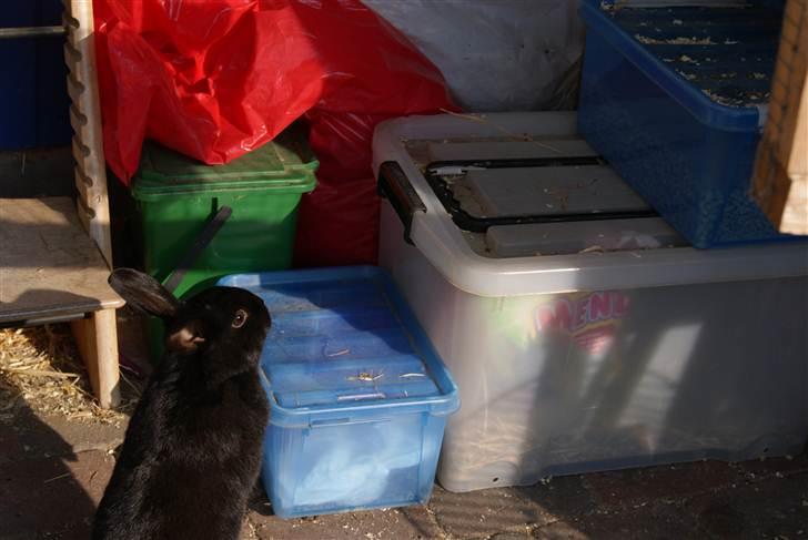 Kanin Kiara - Så hopper jeg op i mit bur... billede 5