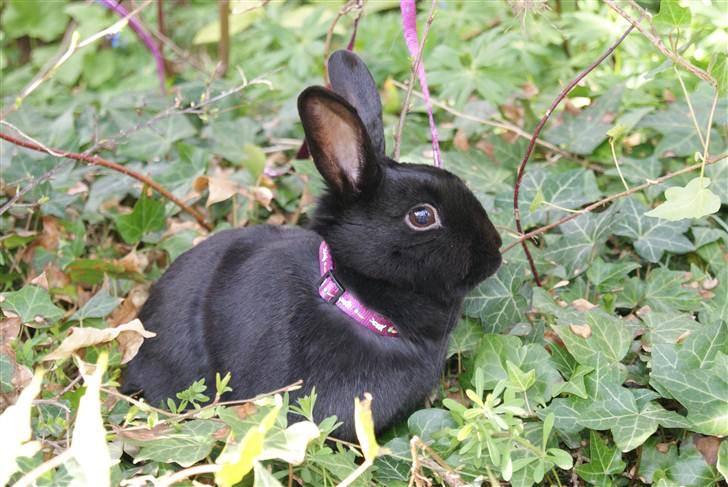 Kanin Kiara billede 6