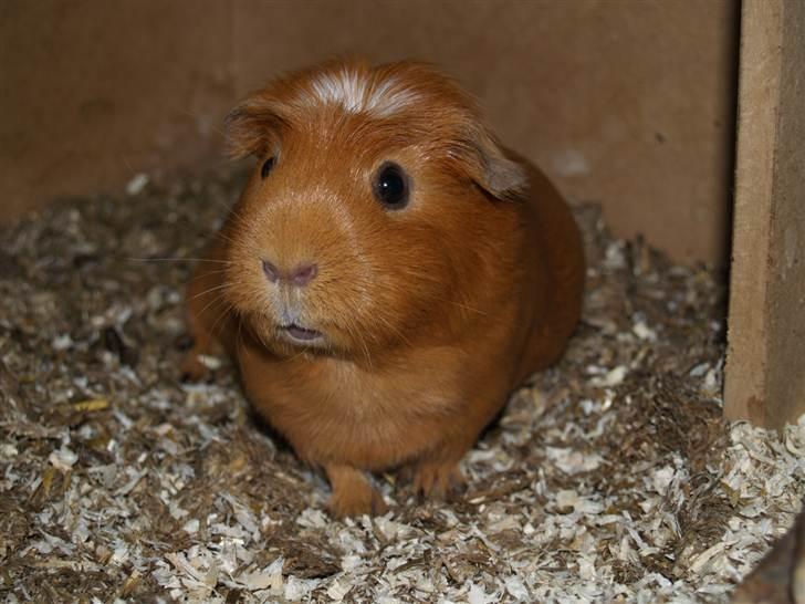 Marsvin Didi billede 8