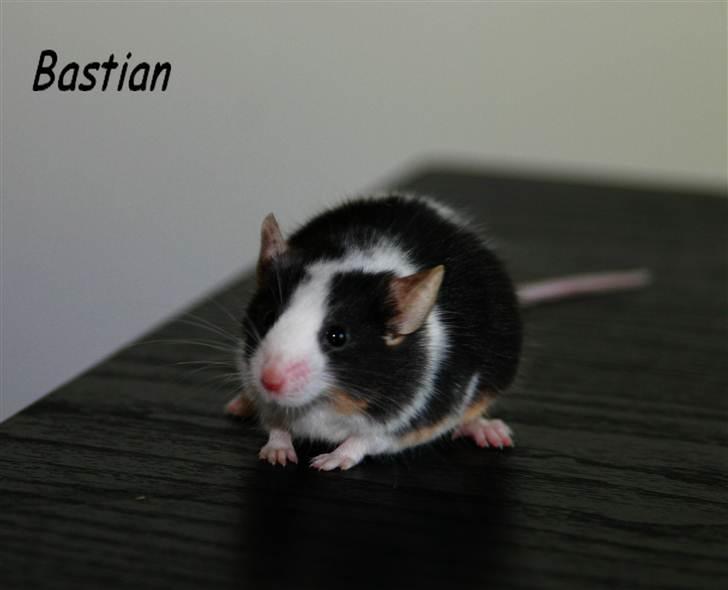 Mus LovelyMouse Bastian (Himmelgnaver) billede 1