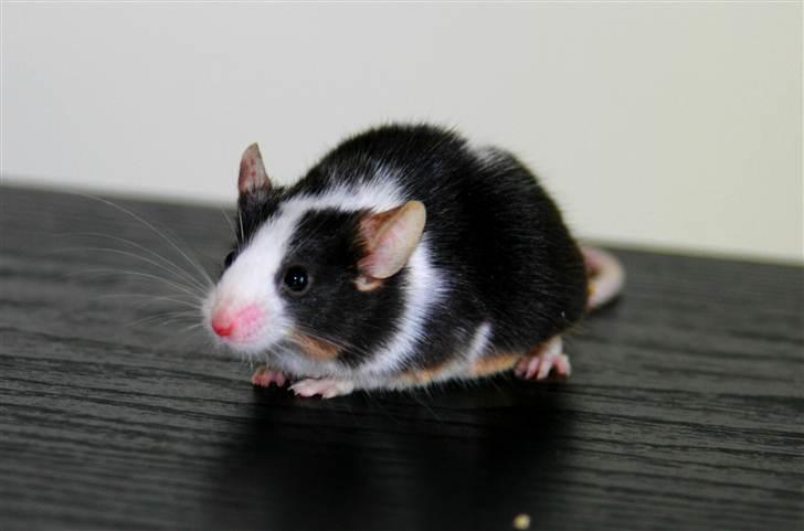 Mus LovelyMouse Bastian (Himmelgnaver) billede 5