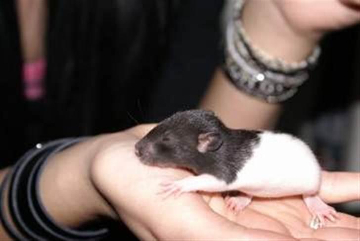 Tamrotte West Coast Charles Darwin billede 2