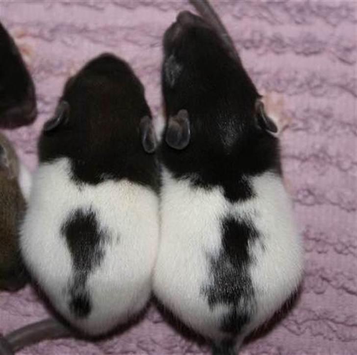 Tamrotte West Coast Charles Darwin billede 3