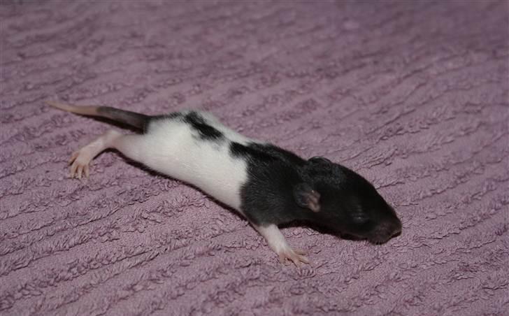 Tamrotte West Coast Charles Darwin billede 4