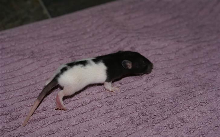 Tamrotte West Coast Charles Darwin billede 5