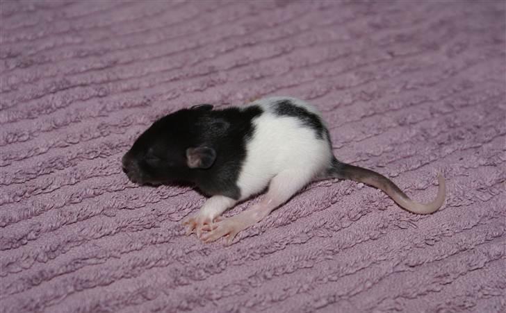 Tamrotte West Coast Charles Darwin billede 6