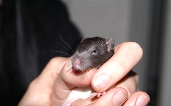 Tamrotte West Coast Charles Darwin billede 7