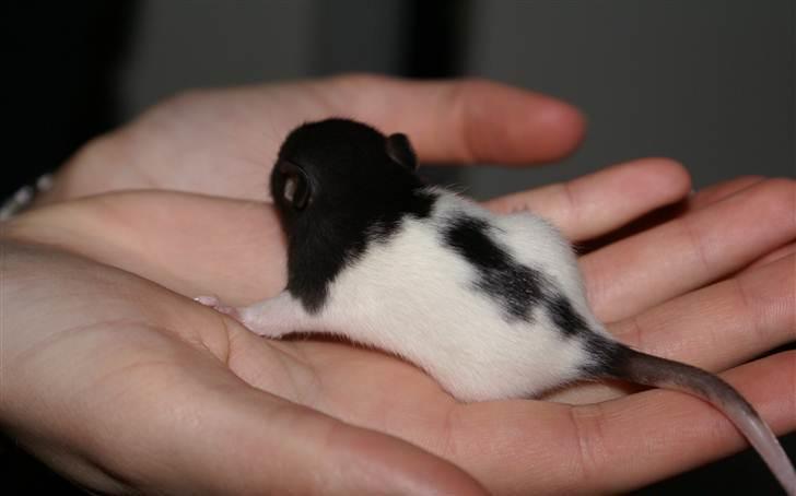 Tamrotte West Coast Charles Darwin billede 8